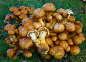 supinovka_nadherna_-gymnopilus_junonius-_w.jpg