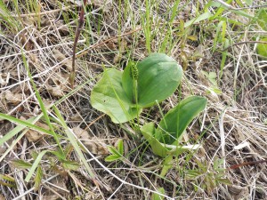 vstavac--pravdepodobne-kukacka--orchis-morio--pred-kvetem.jpg