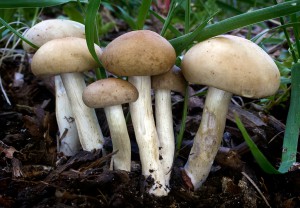 polnicka-rana--agrocybe-praecox-.jpg