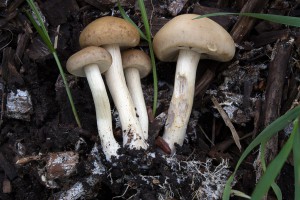 polnicka-rana--agrocybe-praecox--2.jpg