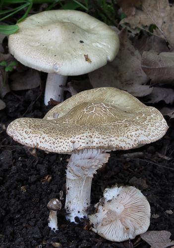 Žehuň 20.5.2016 - obr.2