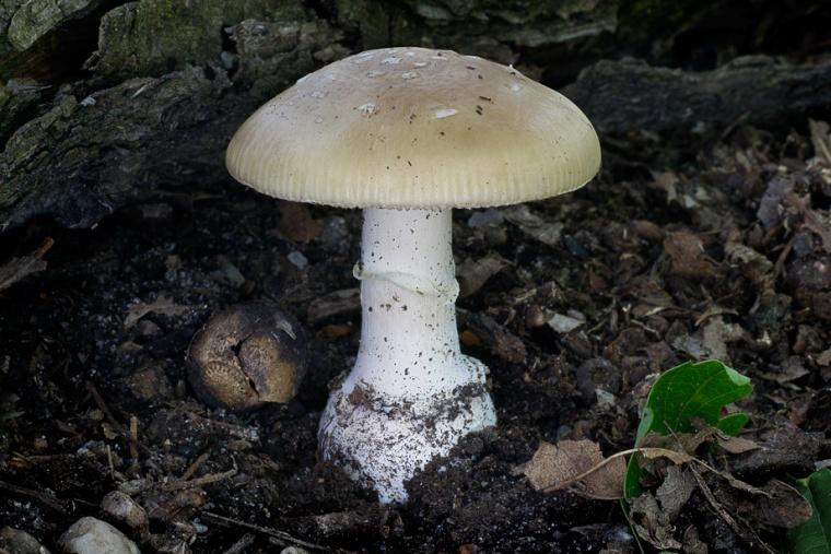 Žehuň 20.5.2016 - obr.3