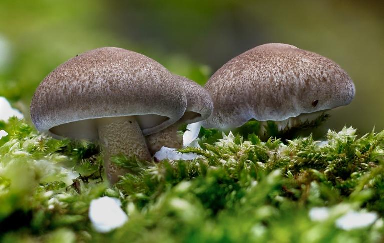 Žehuň 20.5.2016 - obr.4