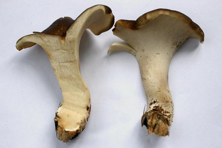 Žehuň 20.5.2016 - obr.6