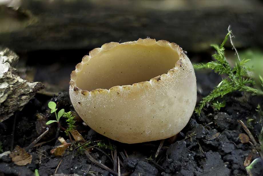 Žehuň 20.5.2016 - obr.7