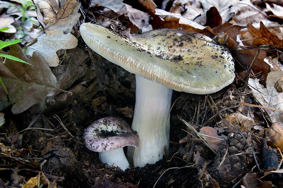russula-grisea_1.jpg