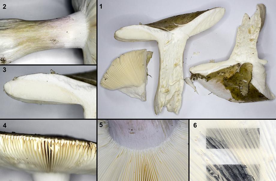 russula-grisea_2.jpg
