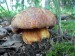 hřib rudonachový 1