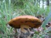 hřib Quéletův 2